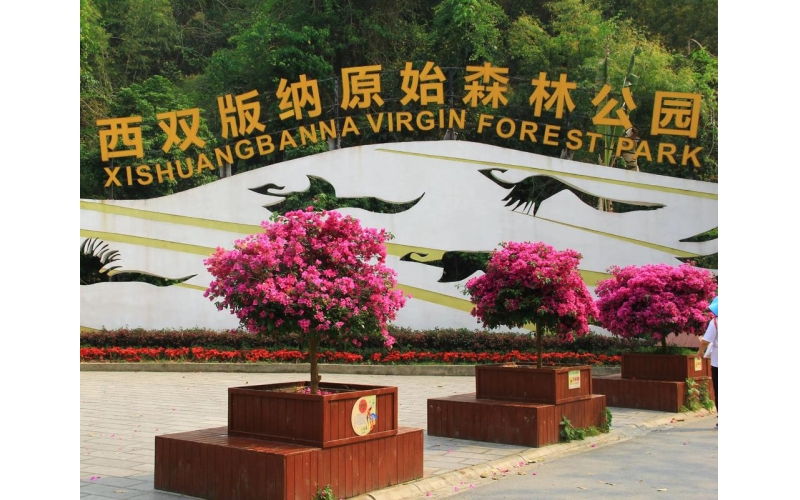 西双版纳原始森林公园景区