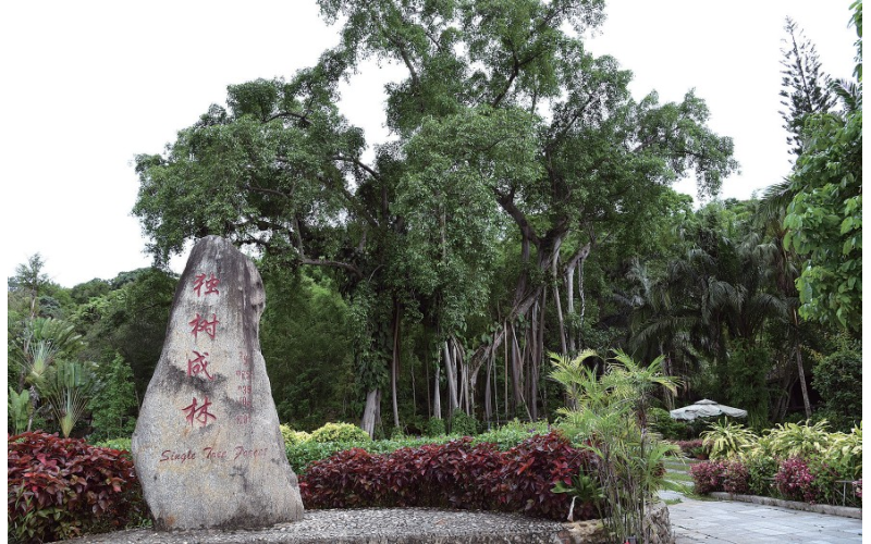 西双版纳独树成林景区